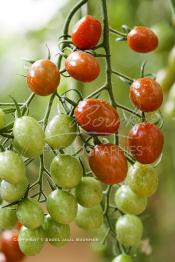 Image du Maroc Professionnelle de  Avec l'introduction des cultures sous abris serres, la région de Dakhla est devenue en très peu de temps célèbre pour ces productions de fruits et légumes destinés à l’export.  Sous d’immenses serres, la production des tomates en grappes bénéficie d’un climat phénoménalement ensoleillé, tempéré et régulier, Mardi 21 Novembre 2006. (Photo / Abdeljalil Bounhar)